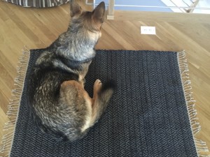 Jersey Rag Rug and One GSD